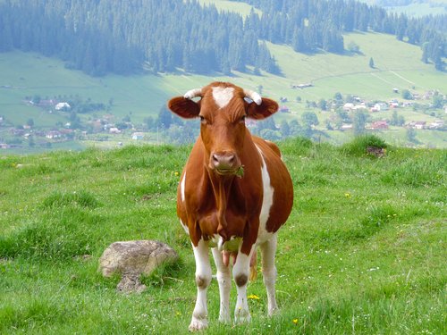 Du und dein Haustier Juni 2025