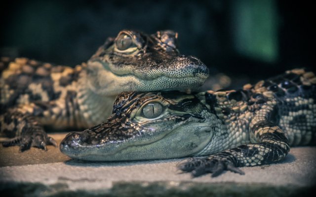 Achtung bissig – Krokos im Kanalsystem