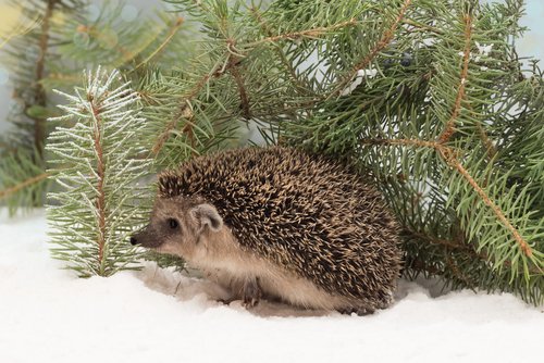 Igel auf Wohnungssuche