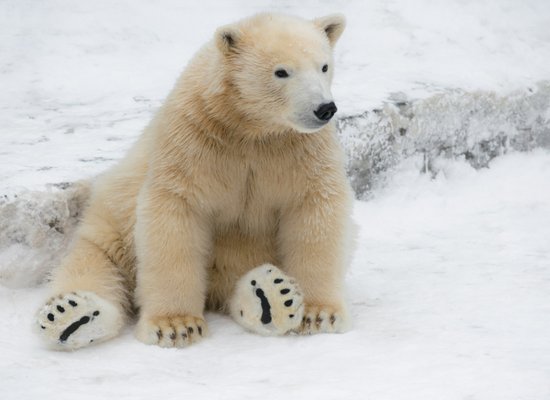 Eisbären-Video vom WWF