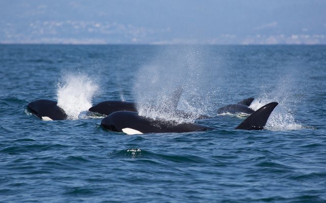 Ein fröhliches Hallo von den Orcas!