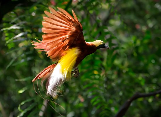 Tierisch schöne Paradiesvögel