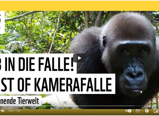 Video: Best of Kamerafalle