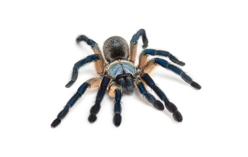 Gefürchtete Krabbeltiere