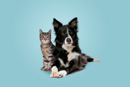Du und dein Haustier Mai 2025 / E LLL/Shutterstock.com