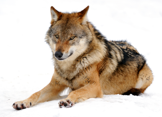 WWF-Video: Der Wolf