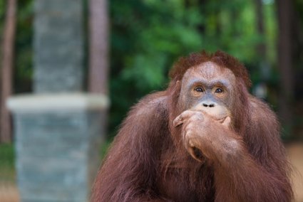 Neue MINT-Welt: Intelligente Tiere / Everything I Do/Shutterstock.com