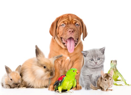 Ö1 Kinderuni März 2026