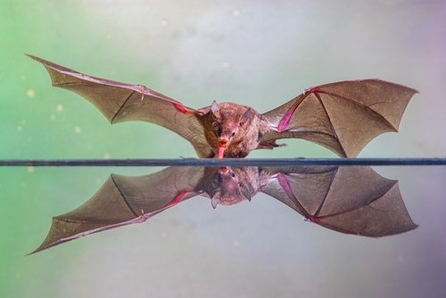 Fledermäuse – das große Flattern
