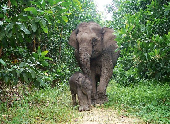 WWF-Video: Feinfühlige Dickhäuter
