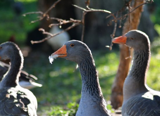 Gänse-Quiz