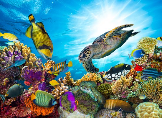 WWF-Video: Wie der WWF Korallenriffe reinigt