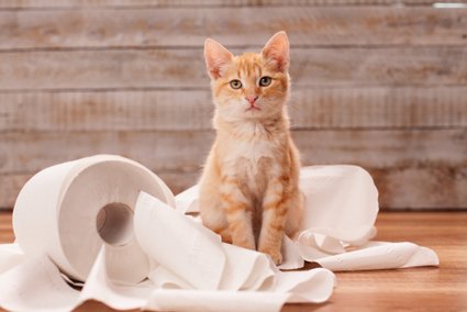Pinkeln oder Markieren? / Ilike/Shutterstock.com