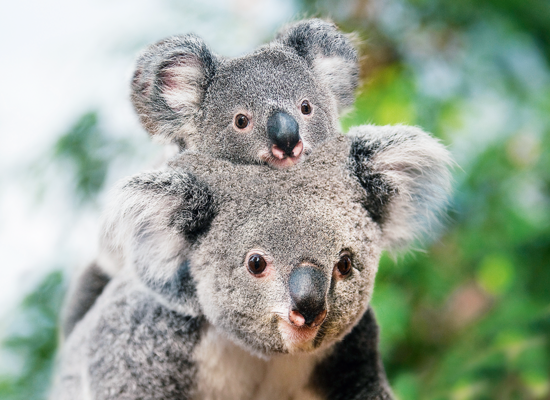 WWF-Video: Die Rettung von Koala Maryanne