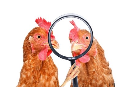 Ich wollt', ich wär' ein Huhn / Sonsedska Yuliia/Shutterstock.com