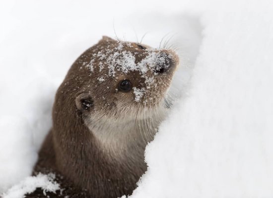 WWF-Video: Die Wintertricks der Tiere